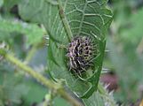 Red Admiral caterpillar 01