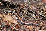 Redback Salamander - MI.JPG