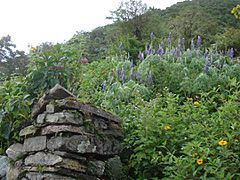 Ruins and flowers 2