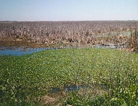 Sabine national wildlife refuge.jpg