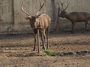 Sambhar at Gwalior zoo