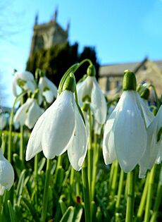 Snowdrop Festival, Shaftesbury (12673314263)