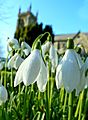 Snowdrop Festival, Shaftesbury (12673314263)