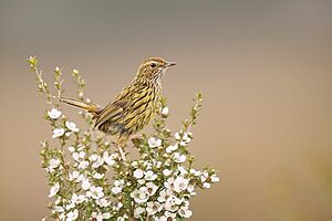 Striated fieldwren, Tasmania.jpg