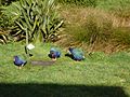 Takahe Mt Bruce