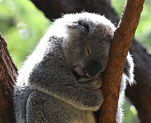 Taronga Zoo koala bear 002