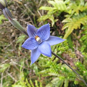 Thelymitra pulchella.jpg