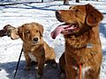 Toller Pup & Sire