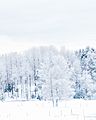 Trees in Tyresta National Park