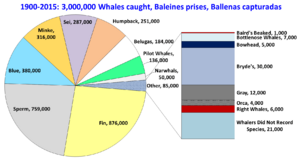 Whaling Species since 1900