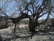 Wickenburg Vulture Mine-Hanging Tree