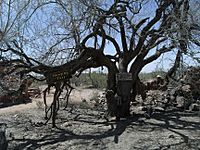 Wickenburg Vulture Mine-Hanging Tree