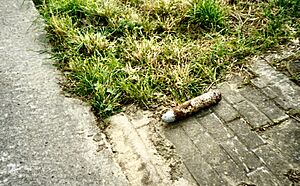 World-war-one-belgium-iron-harvest-fieldside.redvers