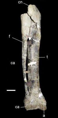 Xenotarsosaurus lower leg.jpg