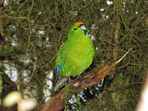 Yellow-crowned Parakeet