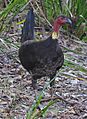 (1)Brushturkey Lane Cove River 056a