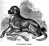 136. Cuban Mastiff.JPG