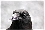 AMERICAN CROW (7143675301).jpg