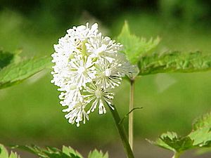 Actaea erythrocarpa0.jpg