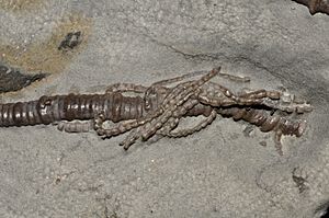 Agaricocrinus americanus (USA) 1