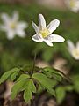 Anemone nemorosa LC0256