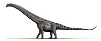 Argentinosaurus BW.jpg