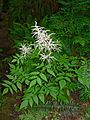 Aruncus dioicus 15105