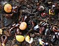 Astrophytum mix seedlings