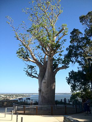 Baobab Kings Park Feb2012-5