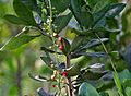 Barringtonia acutangula (Freshwater Mangrove) in Hyderabad W IMG 8320