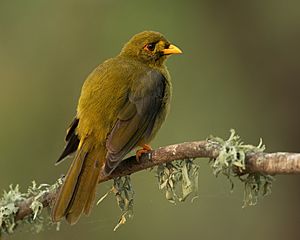 Bell Miner 1 - Nepean Weir.jpg