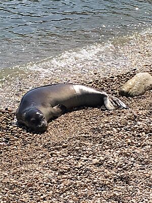 Billy monk seal 2.jpg