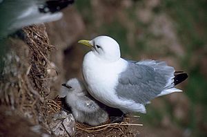 Black-legged Kittiwake and Chick