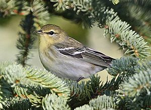 BlackpollWarbler