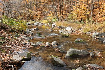 Broadstreet Hollow Creek.JPG