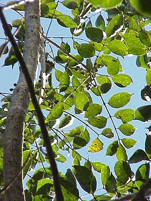 Bursera simaruba0