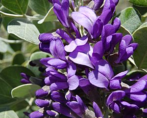 Calia secundiflora flowers.jpg