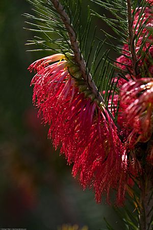 Calothamnus quadrifidus 1