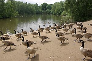 Canada Geese, Heaton Park - geograph.org.uk - 490384