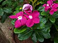 Catharanthus roseus 82