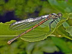 Coenagrionidae - Pyrrhosoma nymphula (female)