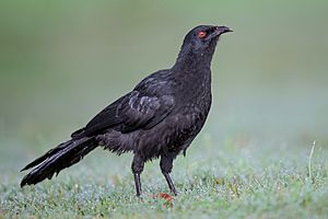 Corcorax melanorhamphos - Pinegrove Memorial Parkt.jpg