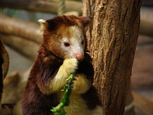 Dendrolagus goodfellow eating