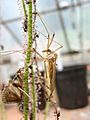 Drosera. Tipulidae