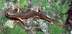 Ensatina eschscholtzii e.jpg