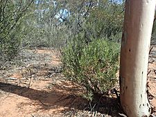 Eremophila maculata brevifolia (habit)