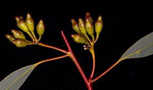 Eucalyptus striaticalyx buds