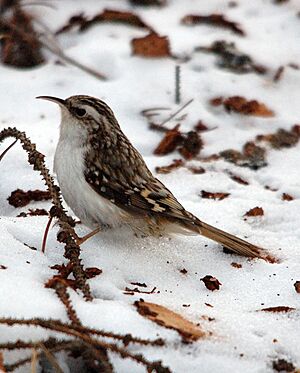 Eurasian Treecreeper in the snow, cropped version.jpg