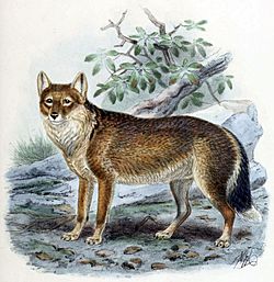 FalklandIslandFox2.jpg