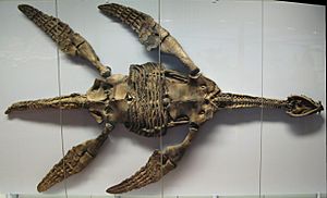 Fossil-Plesiosaurier-Skelett.jpg